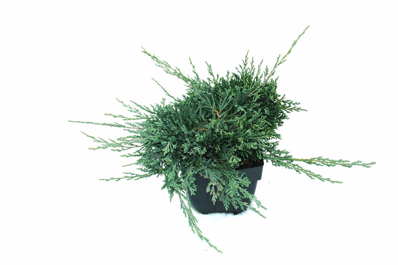 Juniperus h. 'Wiltonii' - C2
